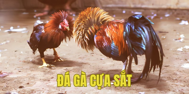 Banner www.onggiothaibinh.com.vn