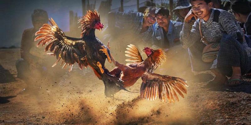 Banner www.onggiothaibinh.com.vn